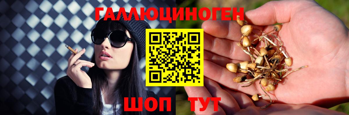 Псилоцибиновые грибы GOLDEN TEACHER  Вход с VPN  Петровск 